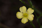 Stiff yellow flax